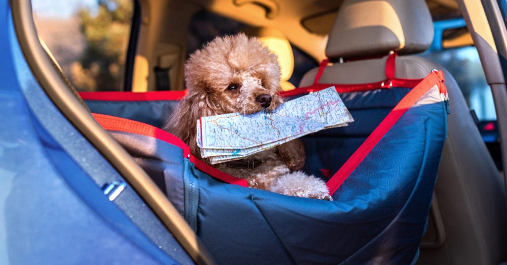 dog in a car holding a map