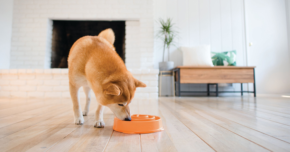 shiba inu eating out of a slow feeder