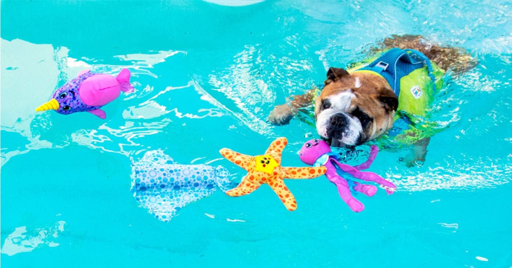 Floatiez are some of the best outdoor dog toys
