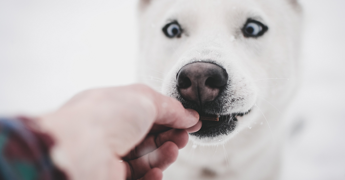 dog eating high value freeze dried dog treats