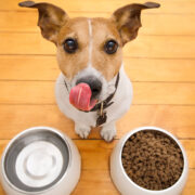 a healthy dog licking its lips near food bowls
