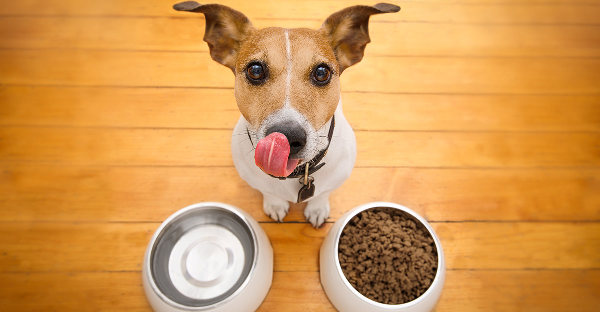 8 Differences Between Healthy and Unhealthy Dogs