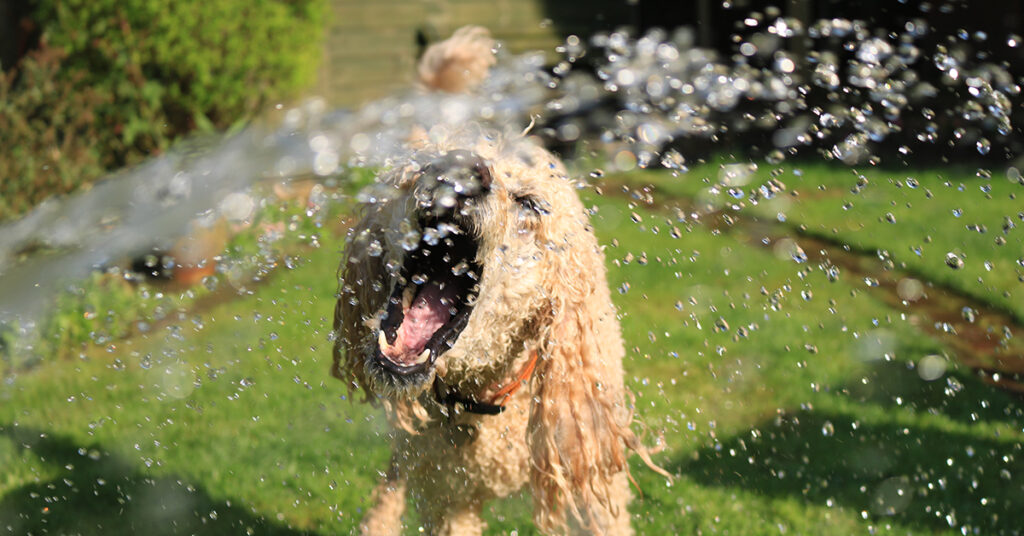 summer activities for dogs