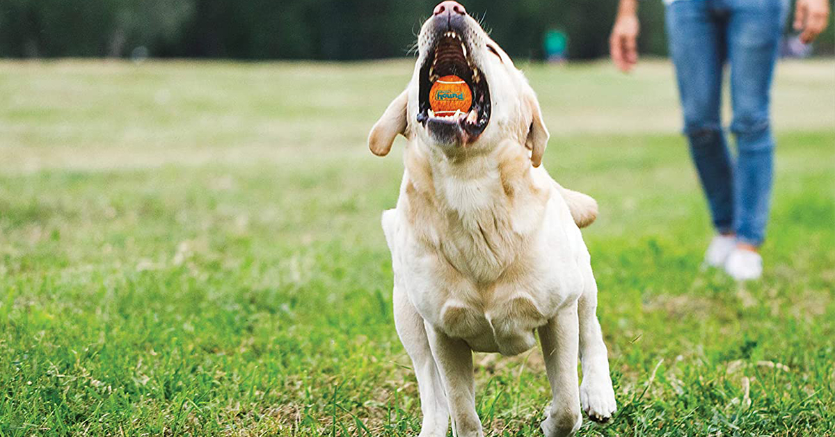 The Best Fetch Dog Toys for Indoor AND Outdoor Play