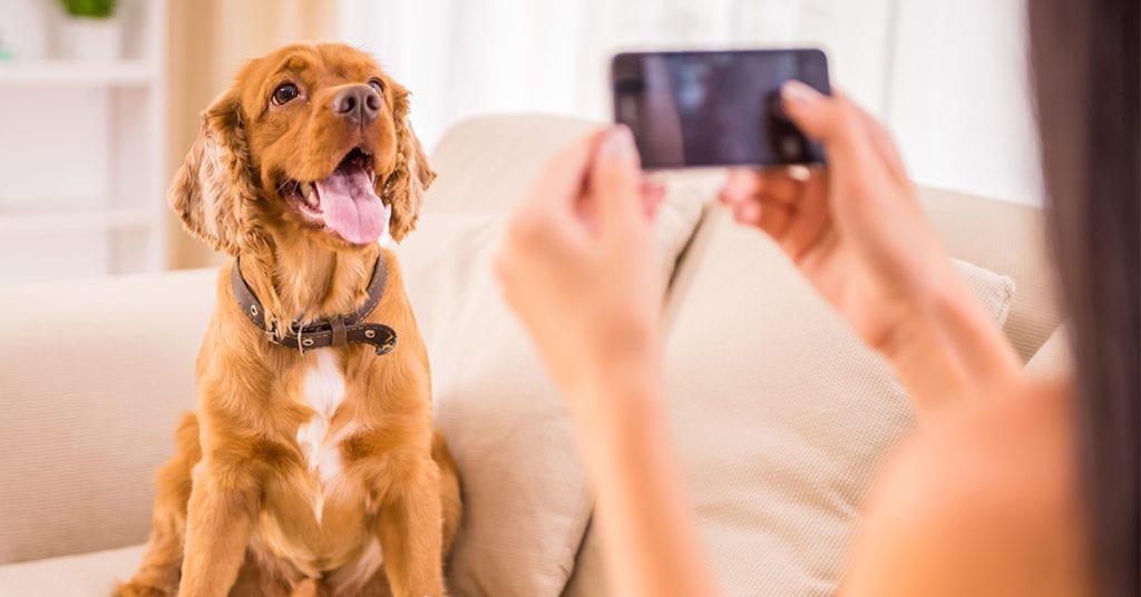 Check out our 8 favorite dog TikTok accounts
