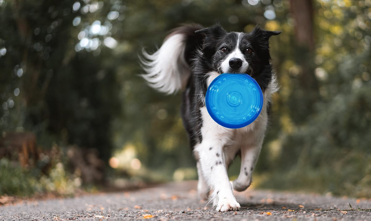 Top Toys for German Shepherds: Entertaining and Engaging