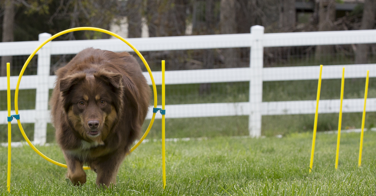 dog running through agility kit as dog park alternative