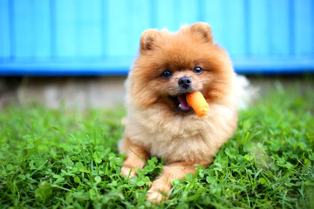 Pomeranian Dog Eating Carrot