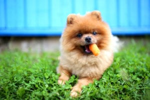 Pomeranian Dog Eating Carrot Picnic Cookout