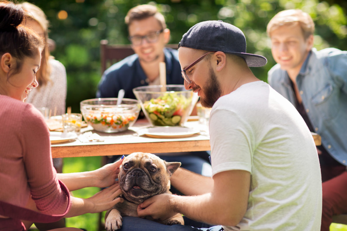 french bulldog picnic