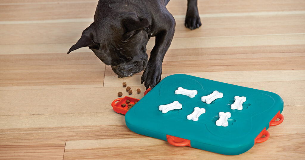 dog casino dog puzzle toy