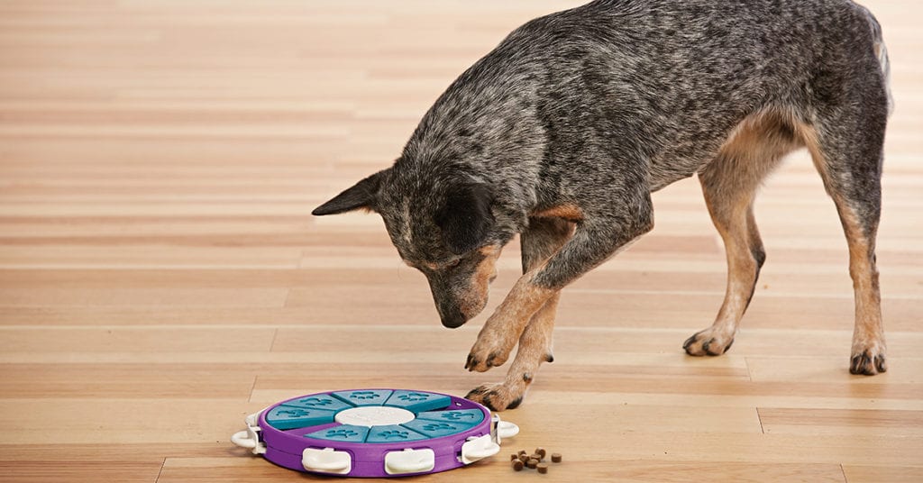 dog twister treat dispenser