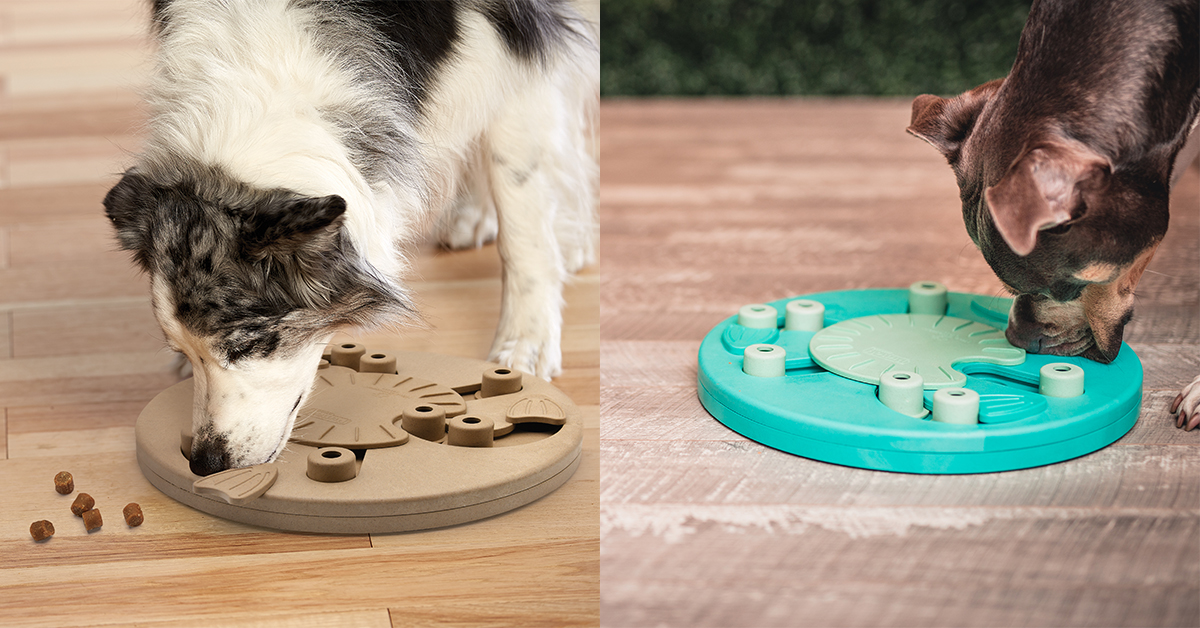 5 Interactive Dog Puzzles to Keep Fido Busy