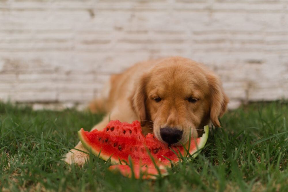 8 Summer Safety Tips Every Pup Parent Should Know