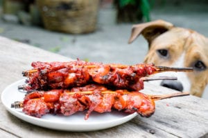 Dog Begging Cookout Picnic 