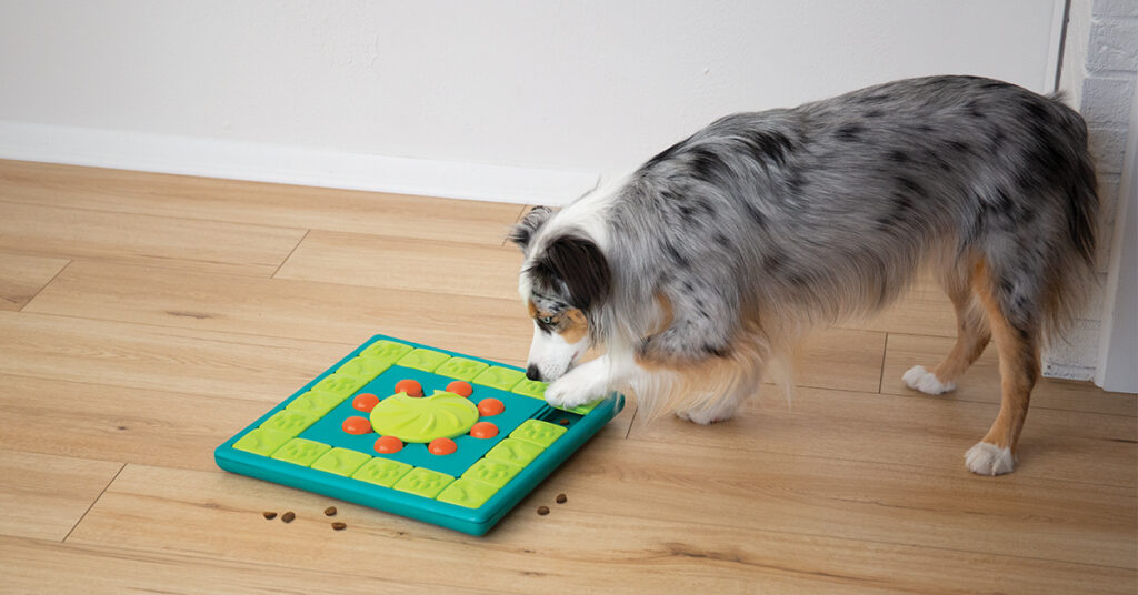 The Nose Knows: Nose Work Games for Dogs – Furtropolis