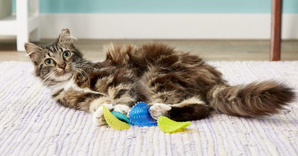 13 Cat Toys To Engage Your Kitty's Brain and Stave Off Boredom