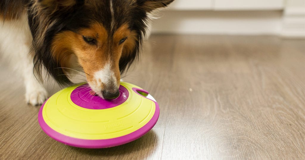 The 6 Best Dog Puzzle Toys for Mental Stimulation – Furtropolis