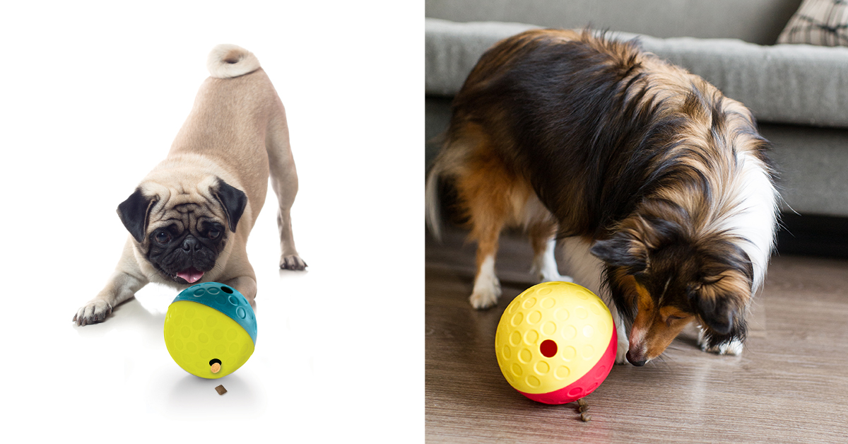 dog playing with treat dispensing ball toy