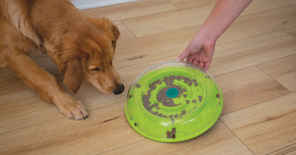 wobble bowl and dog