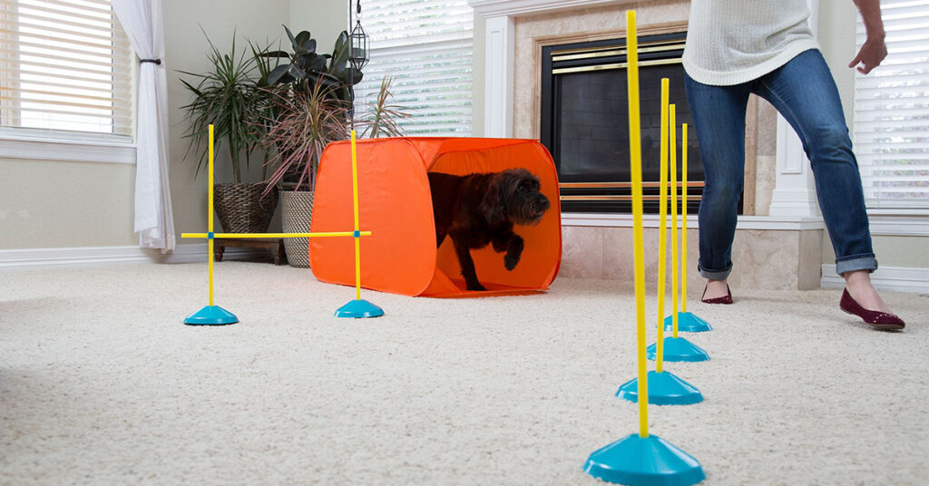 dog with indoor agility kit