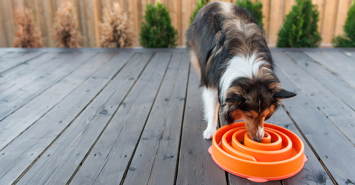 How to Prevent Dog Bloat
