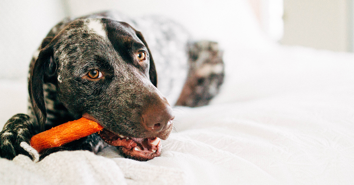 Dog keeps eating toys