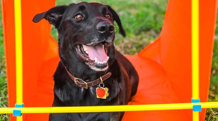 outward hound agility kit for dog exercise