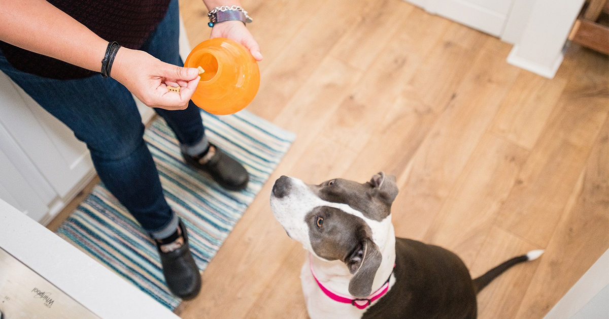 Dog Balls Treat Dispensing Dog Toys - Pet Clever