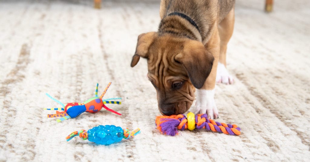 smart toys for puppies