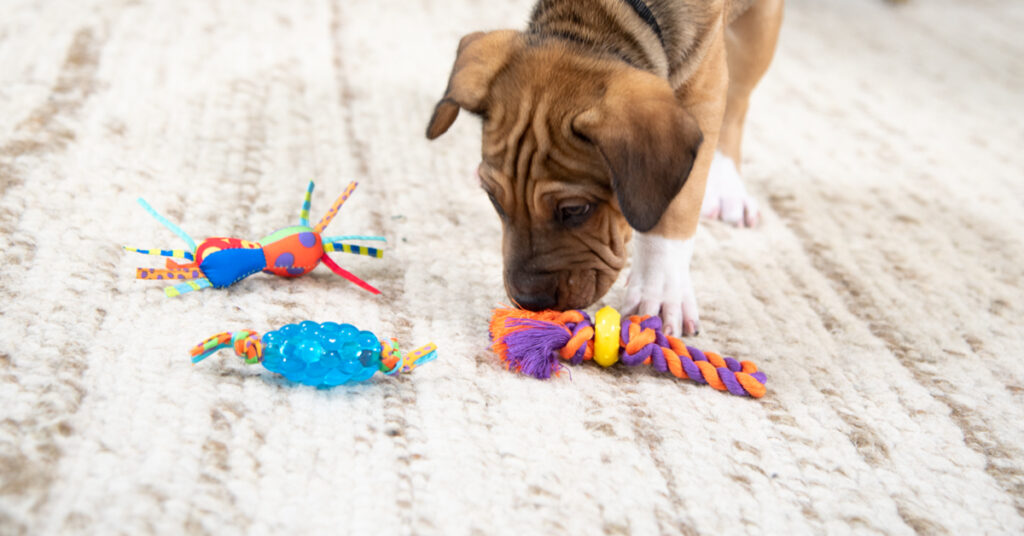 the-best-toys-for-puppies