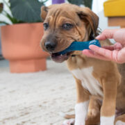 puppy chewing on the best toys for puppies. benefits of chewing for puppies