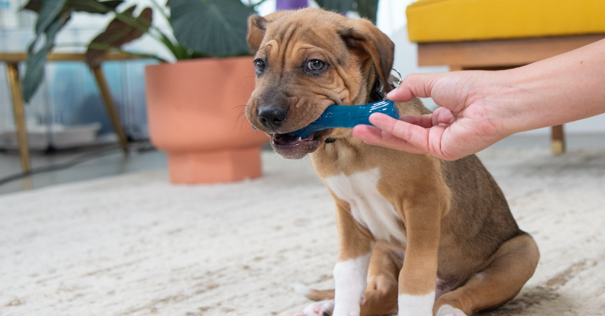 Prevent Puppy Nipping with Tips from a Certified Dog Trainer