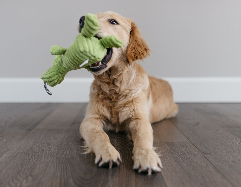 squeak-squeak-why-do-dogs-love-squeaky-toys-so-much