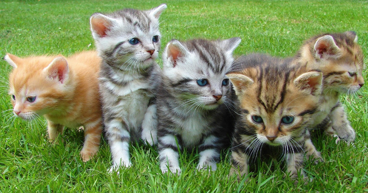group of kittens gotcha day