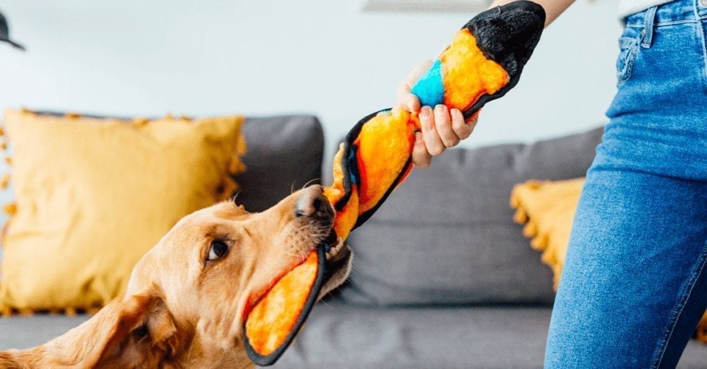 Yellow lab playing tug with an Outward Hound Invincibles snake