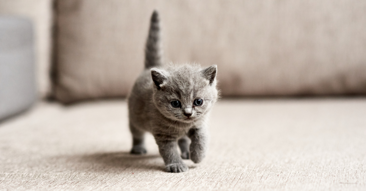New Kitten Checklist: Top 5 Things You Need