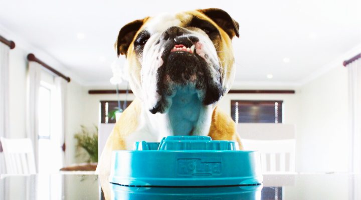 How Much Water Should Your Dog Drink? - Whole Dog Journal