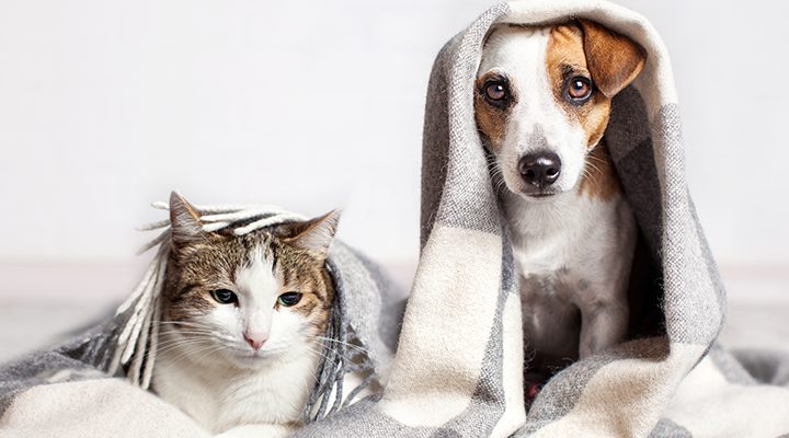 signs of stress in dogs and cats