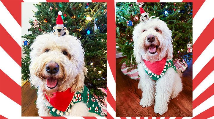 Kirk’s Letter to Santa Paws | A Holiday Dog Wish List