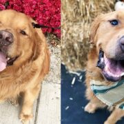 Orange Boy Phil from overweight dog to overwhelming inspiration