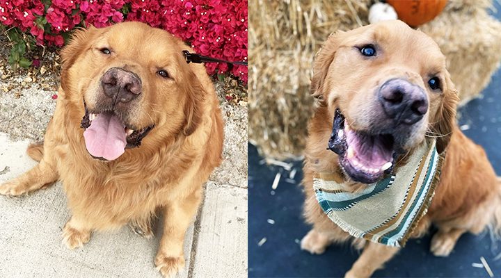 Orange Boy Phil from overweight dog to overwhelming inspiration