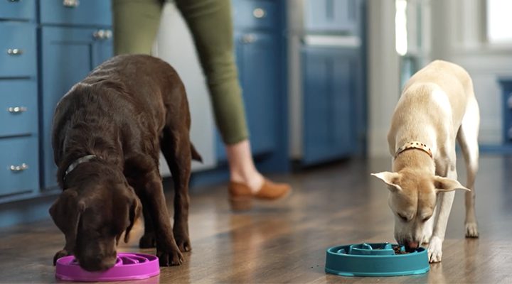 The Myriad Benefits of Dog Food Puzzle Bowls