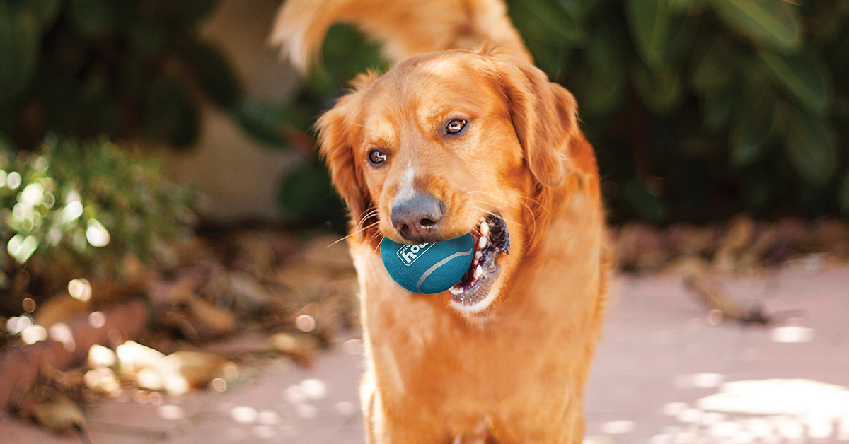 What Are the Best Toys for Golden Retrievers?