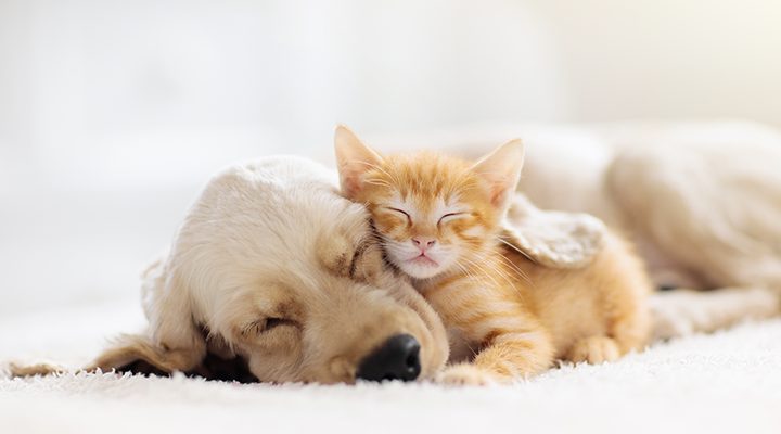 New Year, New Pet | Puppy and Kitten Training Advice