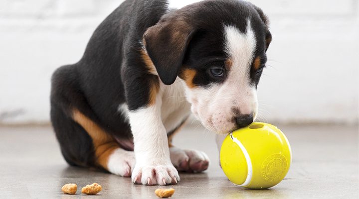 Best Dog Toys for Beagles: Chew Toys and More - PetHelpful