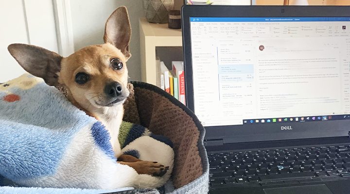 A small dog sits in a dog bed on a desk next to a computer