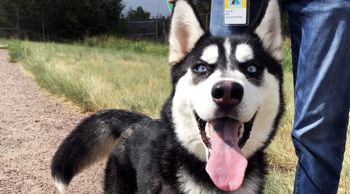 A husky smiles at the camera while outside on a dirt path during a walk