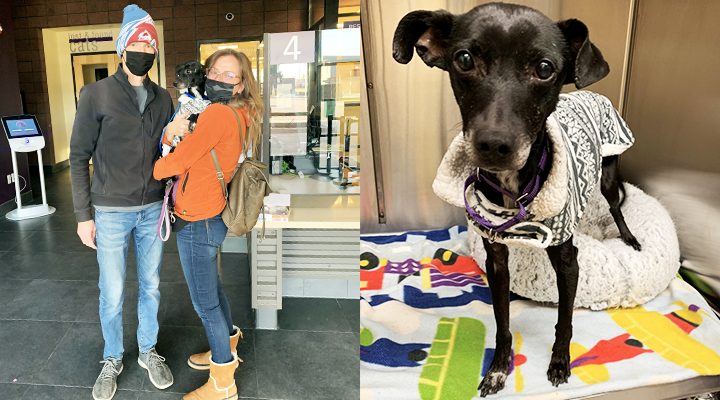 Adopting Annie: Rescuing a Dog in Need