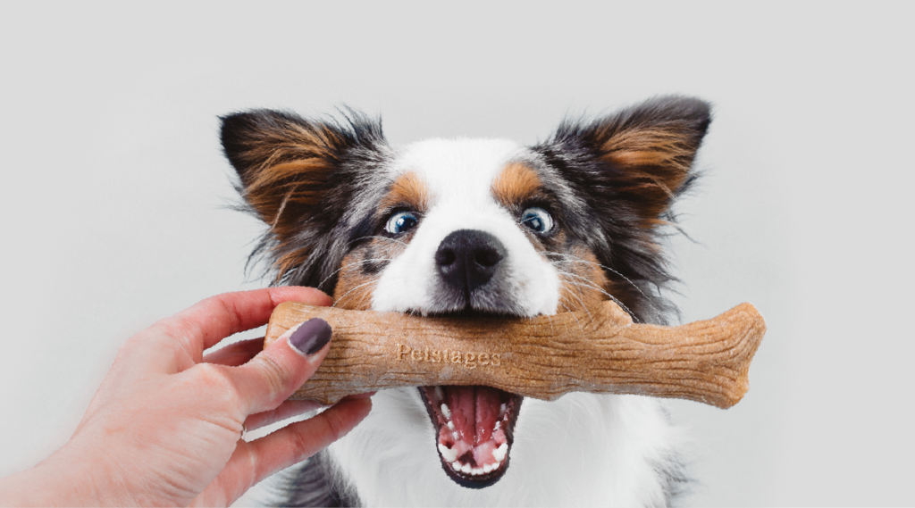 dog with a chew toy